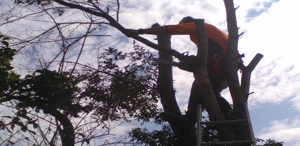 Find The Best Tree Lopper In Sydney Is Necessary To Maintain Your Garden