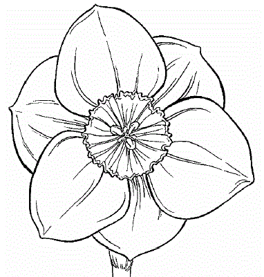 More Daffodil Coloring Pages