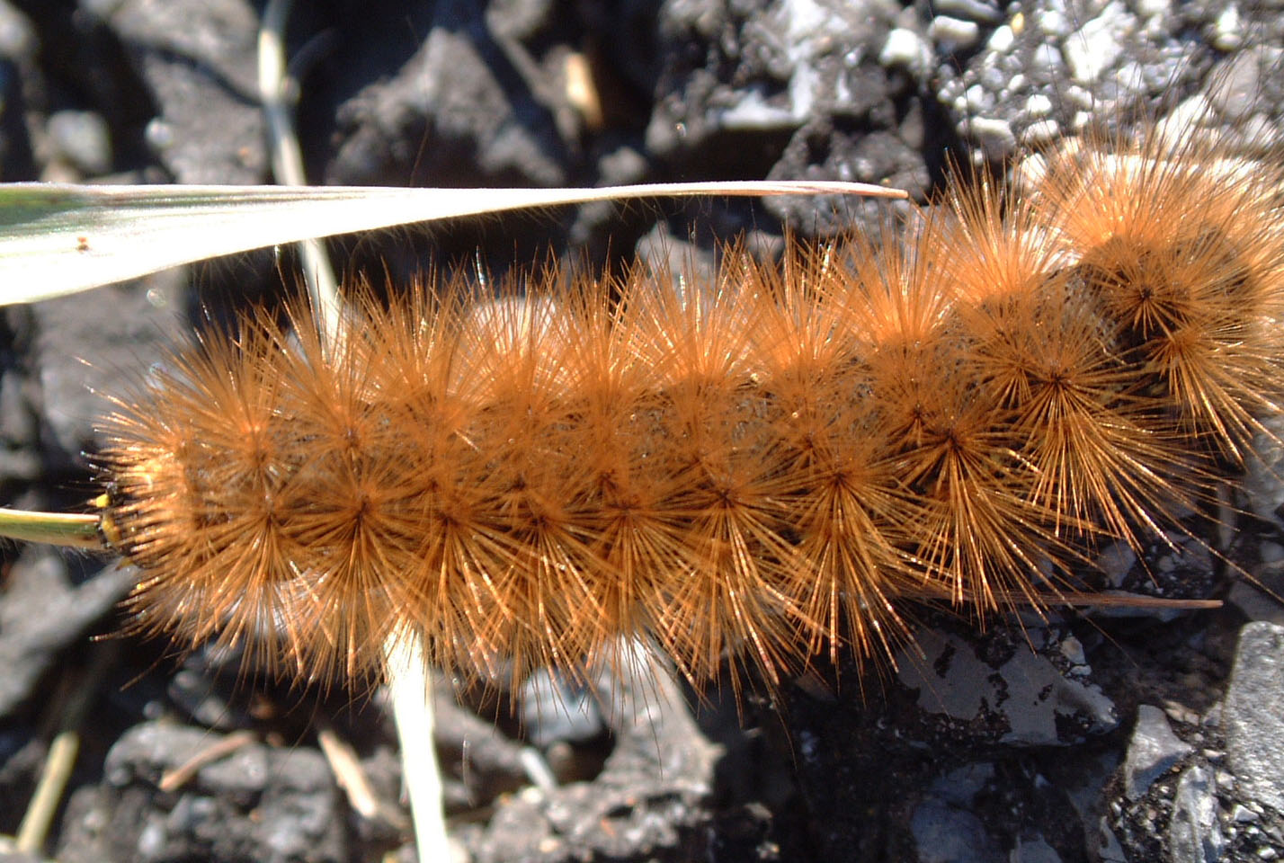Franklin County (PA) Gardeners Wooly Bear Caterpillars