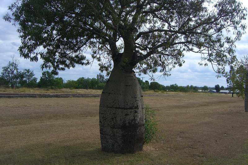 植物の驚くべき知性