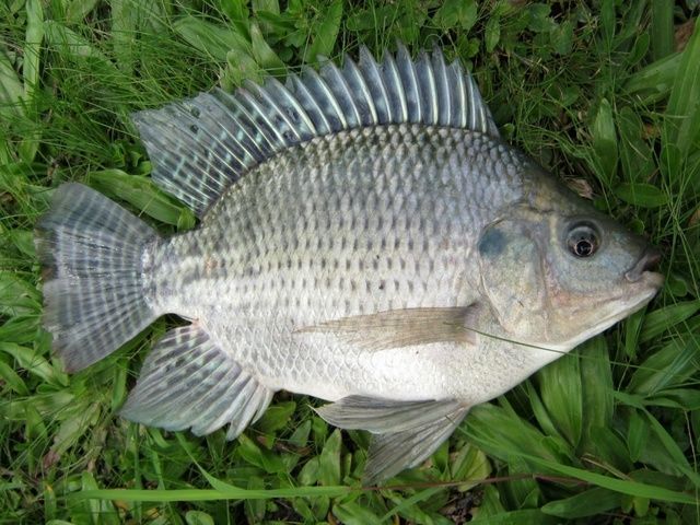 Gambar Ikan Mujair yang Beda dari Ikan Nila