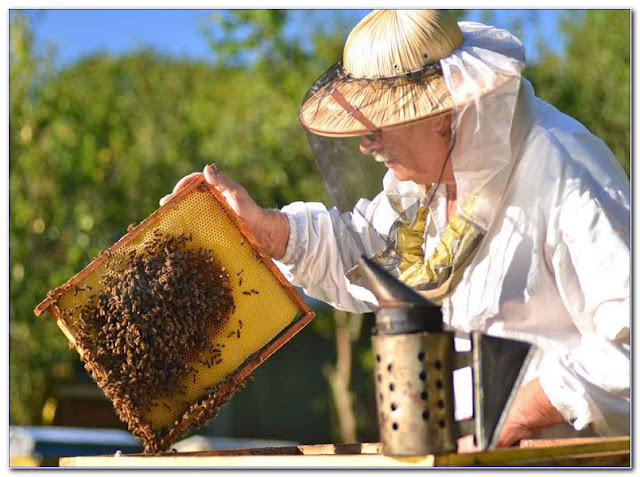ONLINE Beekeeping COURSES Free
