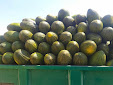 Picking up melons and water melons