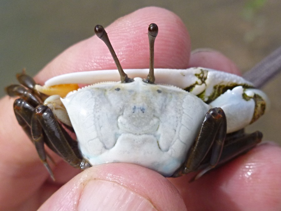 Queensland Coast Twotoned Fiddler Crabs