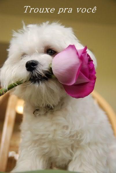 Resultado de imagem para Conselhos de amor fotos