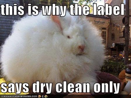 Rabbit Ramblings Funny  Bunny Memes 