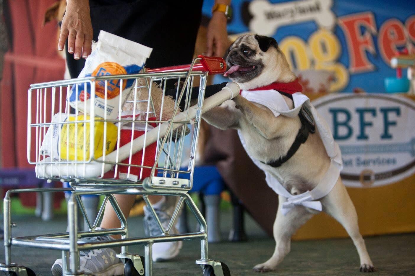 World Dog Expo is Coming to Secaucus! Enter to Win Tickets! The