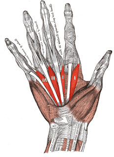 Esculapio Hijo del Sol Músculos Lumbricales de la Mano