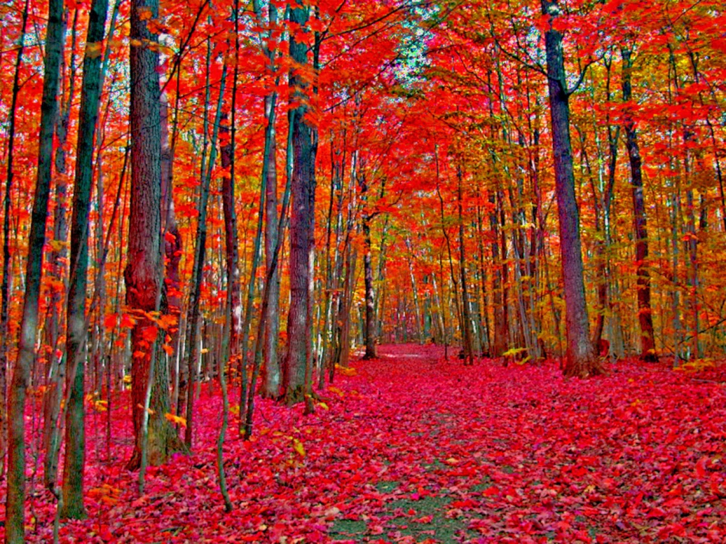 19 - Cómo pintar el otoño. | Dibujando Arte