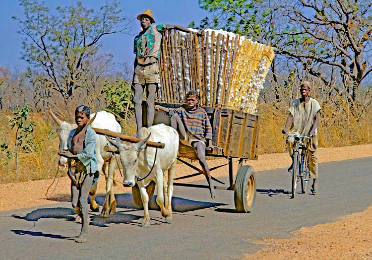 Fascinating Humanity Benin Cotton Harvest Going To Market