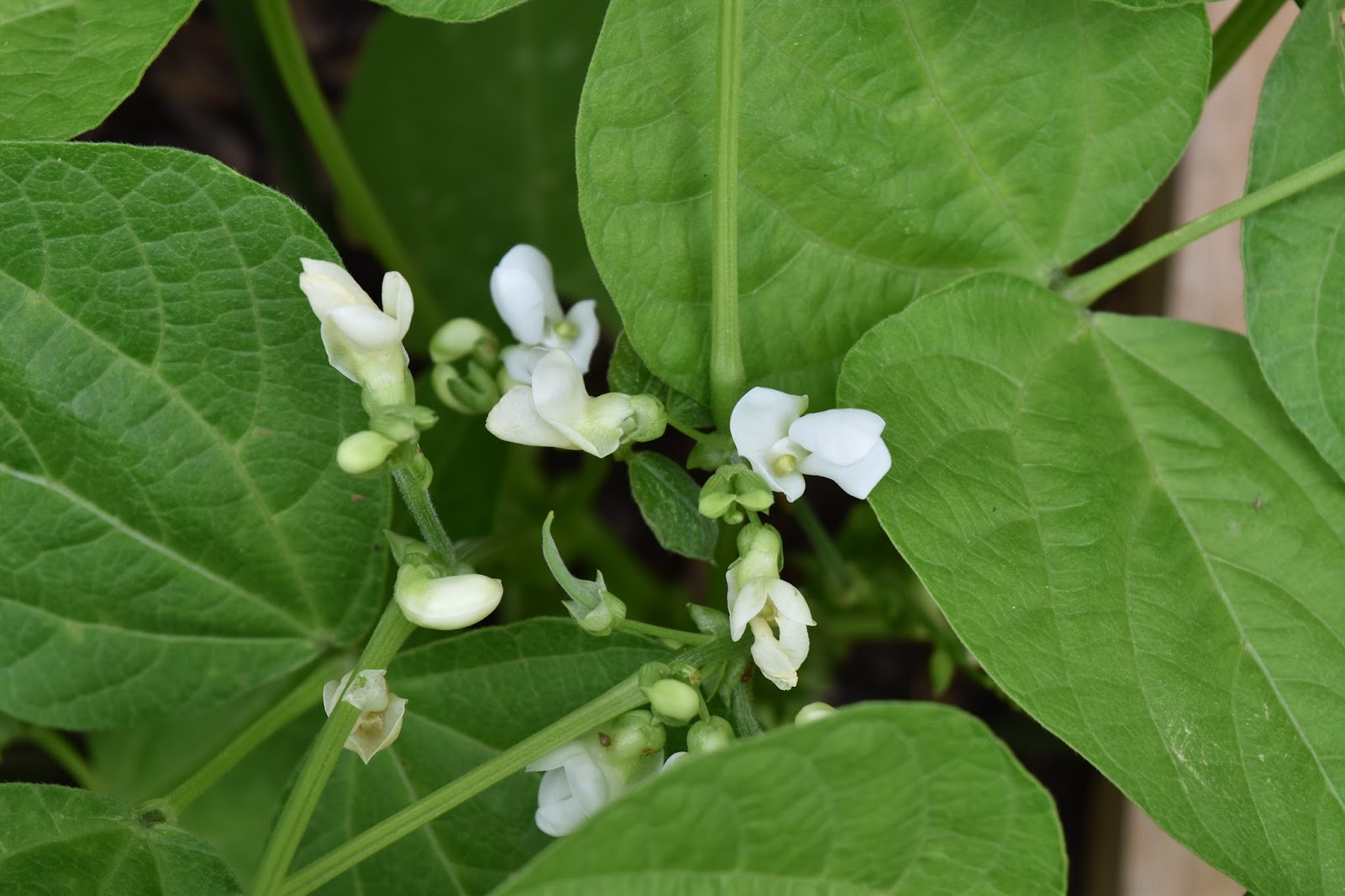 ядовитые растения розоцветных. абрус молитвенный (abrus precatorius. карагана древовидная. ядовитые бобовые растения. трава чина черная.