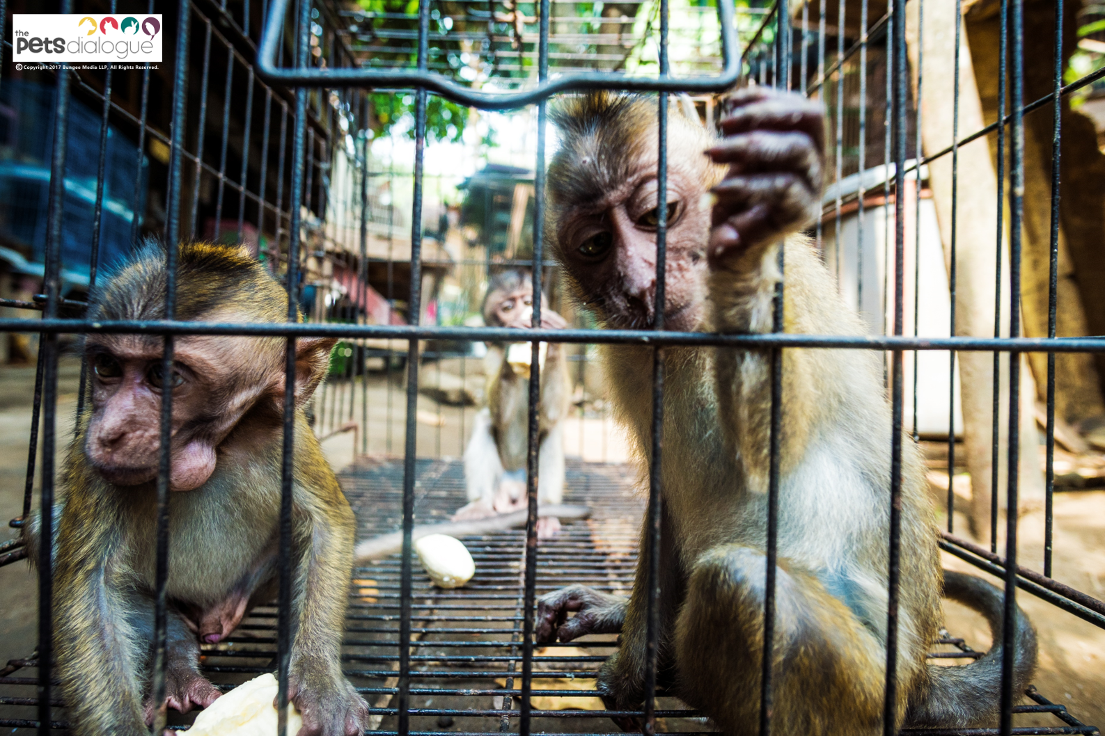 Чем питаются обезьяны. Monkey as a pet. Капуцин. Pet chimp. Приматы шимпанзе.
