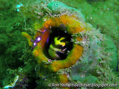 Striped Poison-fang Blenny (Meiacanthus-grammistes)