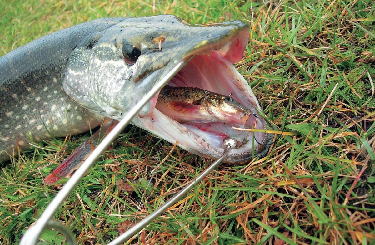 Медведь с рыбой. На какую рыбу охотятся. Рыба с подводной охоты. Рыба щука. Медведь гризли.