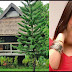 Katrina Halili Shares Her Lavish House And Farm In El Nido, Palawan.