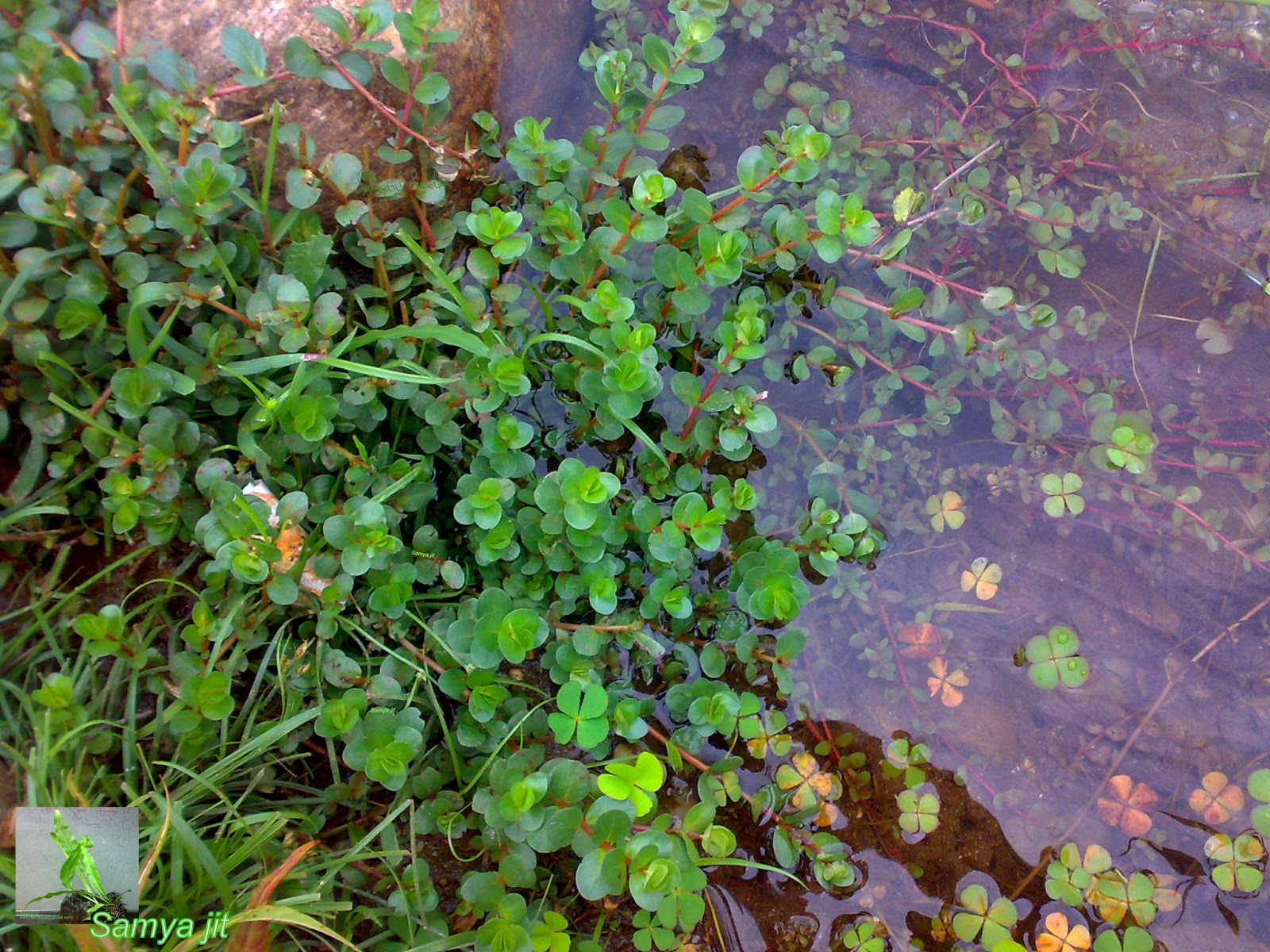 NATIVE AQUATIC Rotala rotundifolia