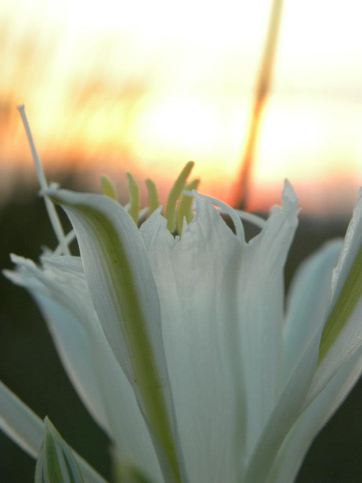 Astrolog Smiljana Gavrančić Sometimes a beautiful flower grows in the