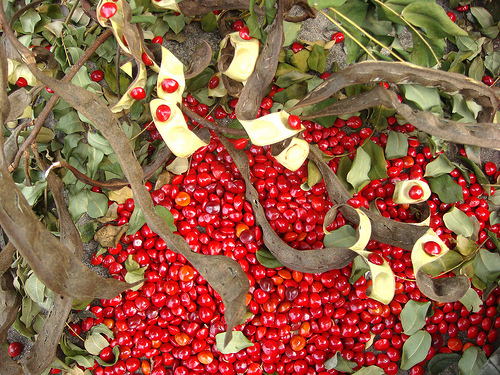 Semeadores e ladrilhadores? Entenda como ocorreu a colonização da América!
