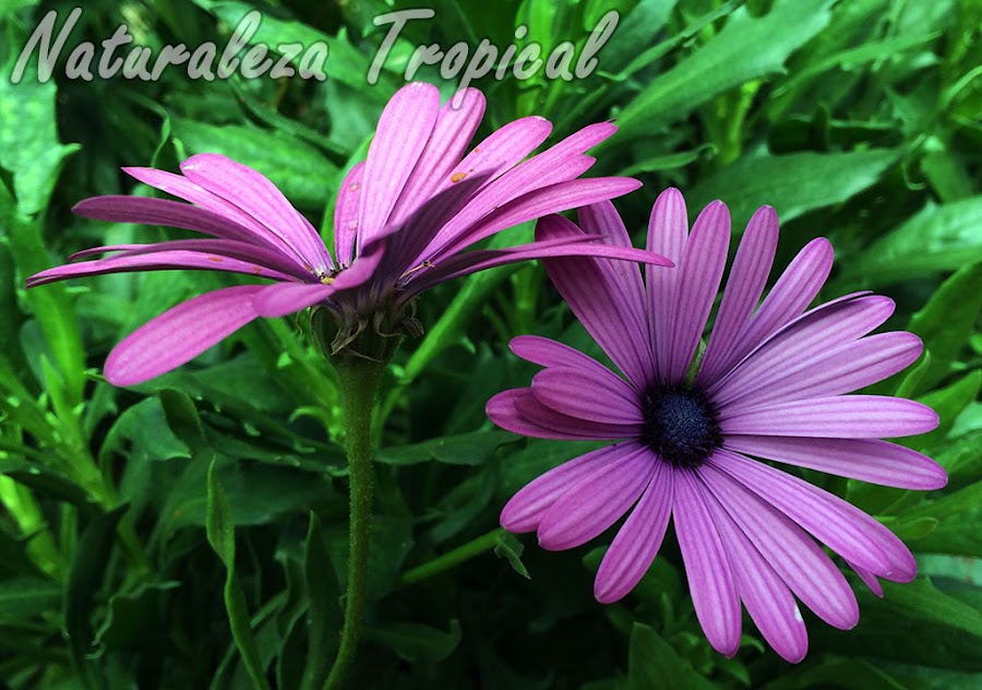 Inflorescencias con líangulas sucedáneas moradas de la Margarita del Cabo, Dimorphotheca ecklonis