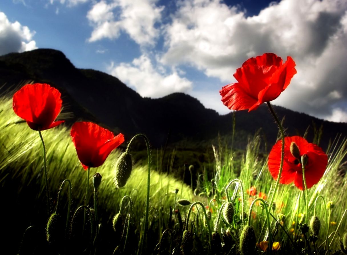 Poppies Flowers Nature Hd Wallpaper  Best Desktop Wallpapers