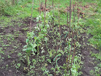Autumn Sown Broad Beans