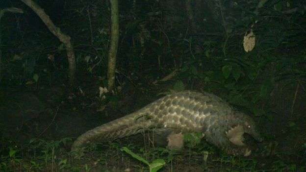 A giant pangolin captured by Chester Zoo's camera A giant pangolin captured by Chester Zoo's camera