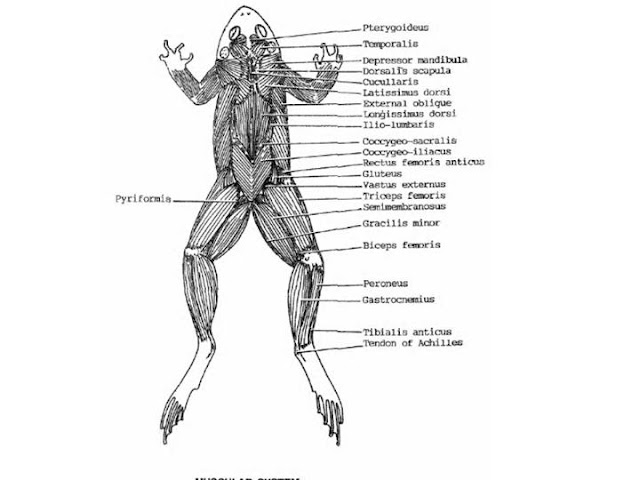 Muscular System Of A Frog 37