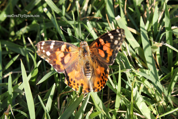 pretty butterfly in grass