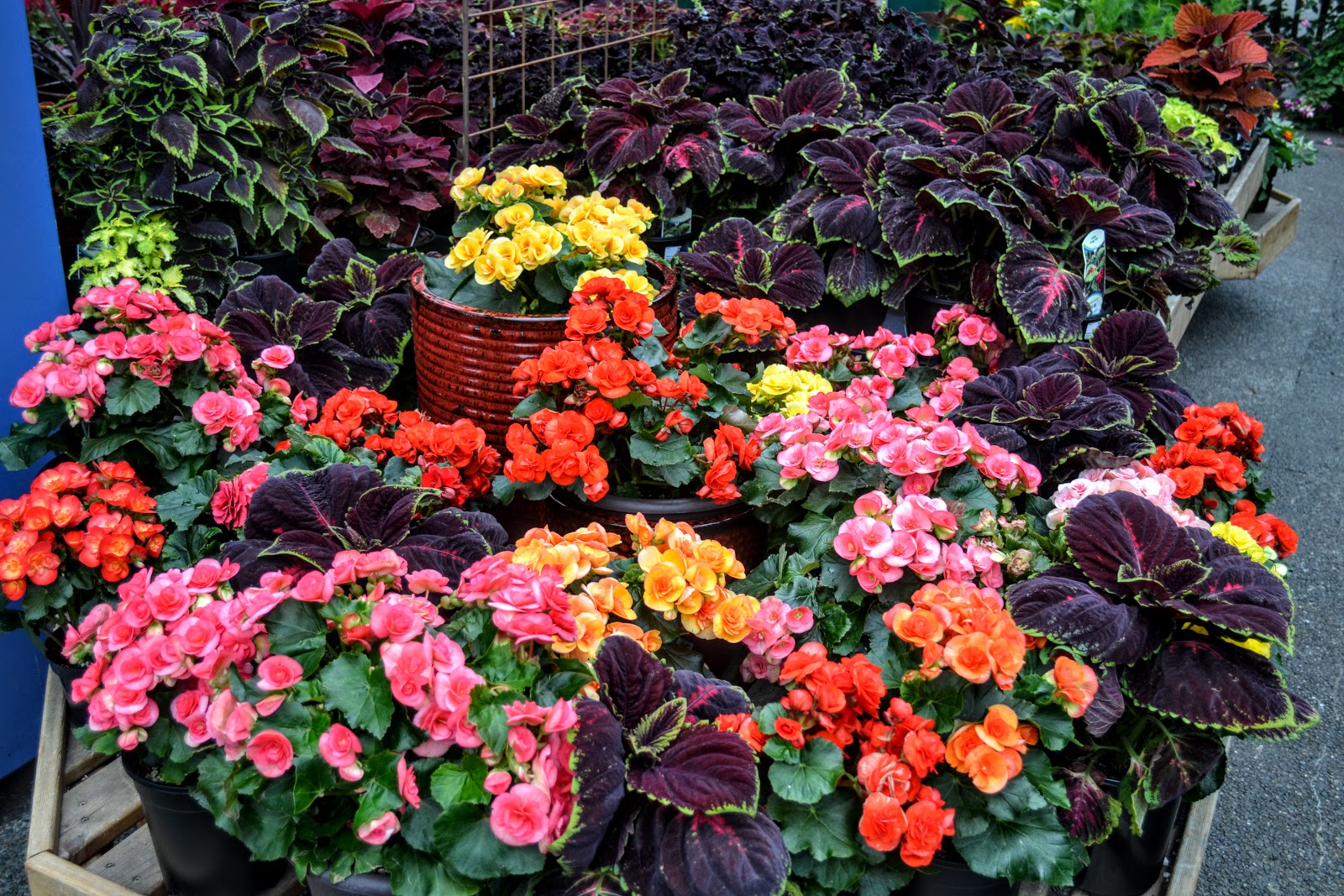 Julian At Chelsea Flower Show