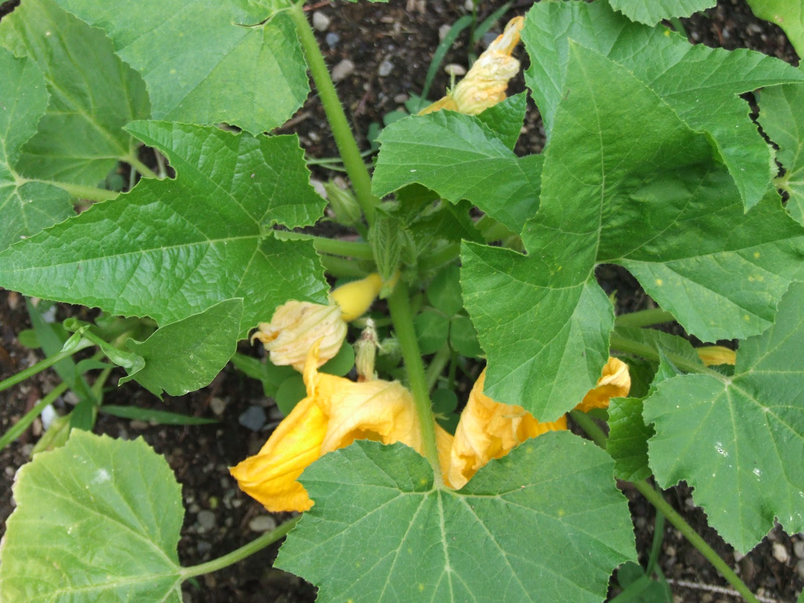 Simple Garden Made Easy Around the garden cucumbers, squash etc.