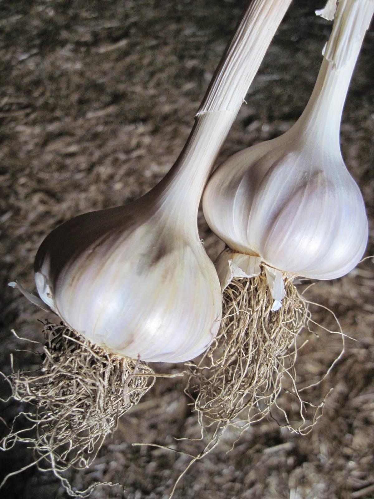 Growing Ontario Garlic Garlic Gallery