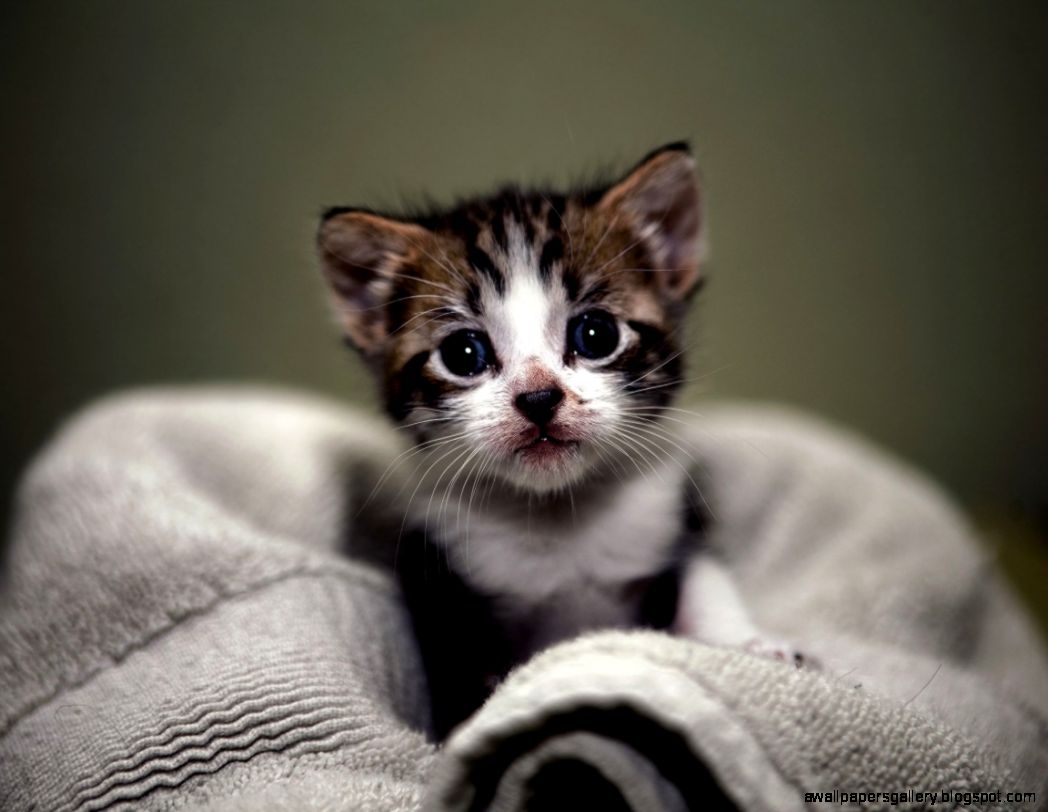 Cute Baby Wild Cats | Wallpapers Gallery