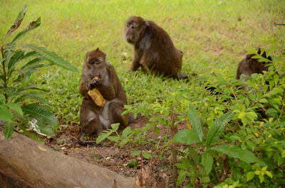 other monkeys looking