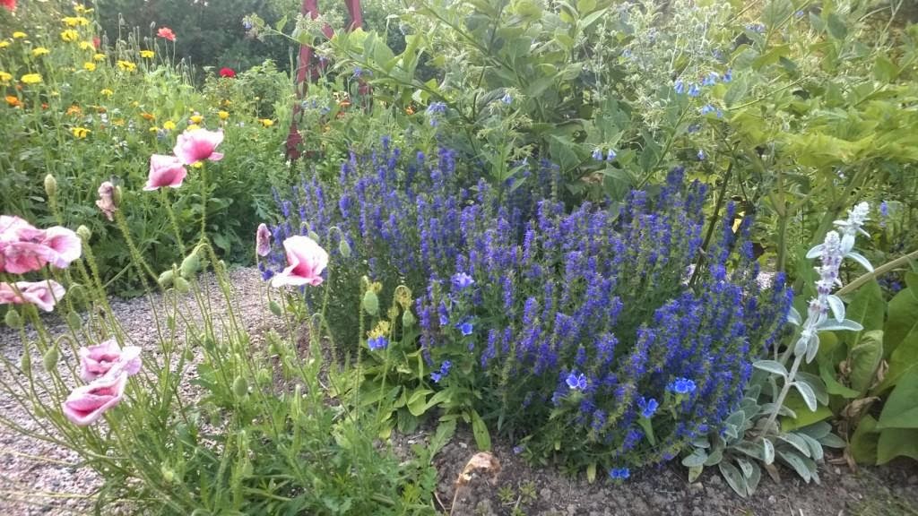 ROSENDAL torpet: Isop - en av mina favoriter