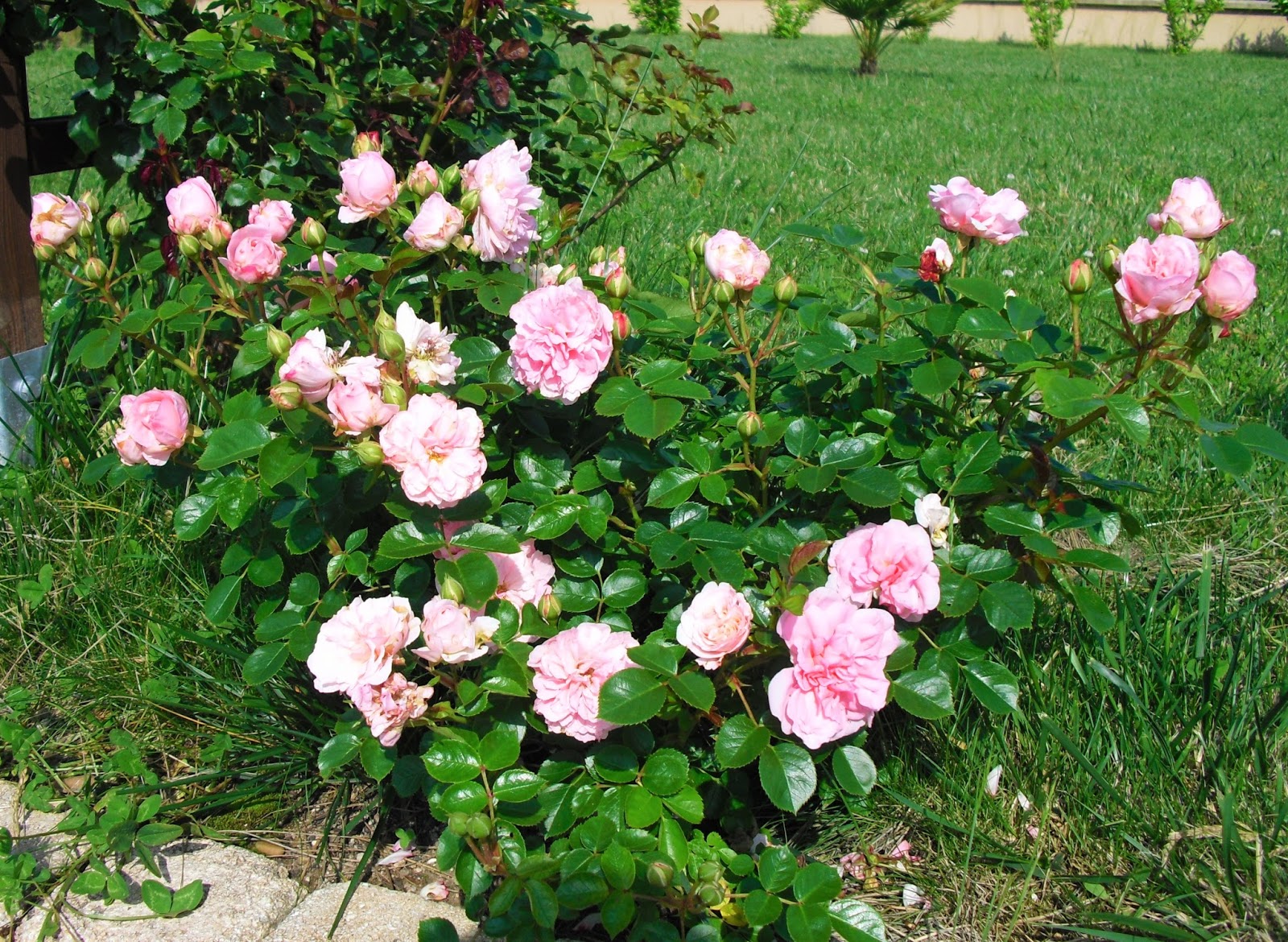 Mon petit jardin en Sologne: Zoom sur les rosiers de 2015 : Bossa Nova