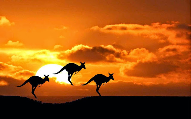 Amazing Kangaroos in Sunset - Australia ~ HYIP Bitz - HYIP Investment ...