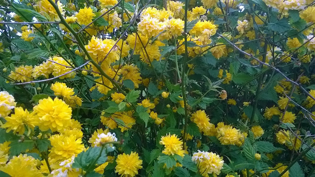 yellow shrub Kerria Japonica Pleniflora-life between the flowers gardening blog 