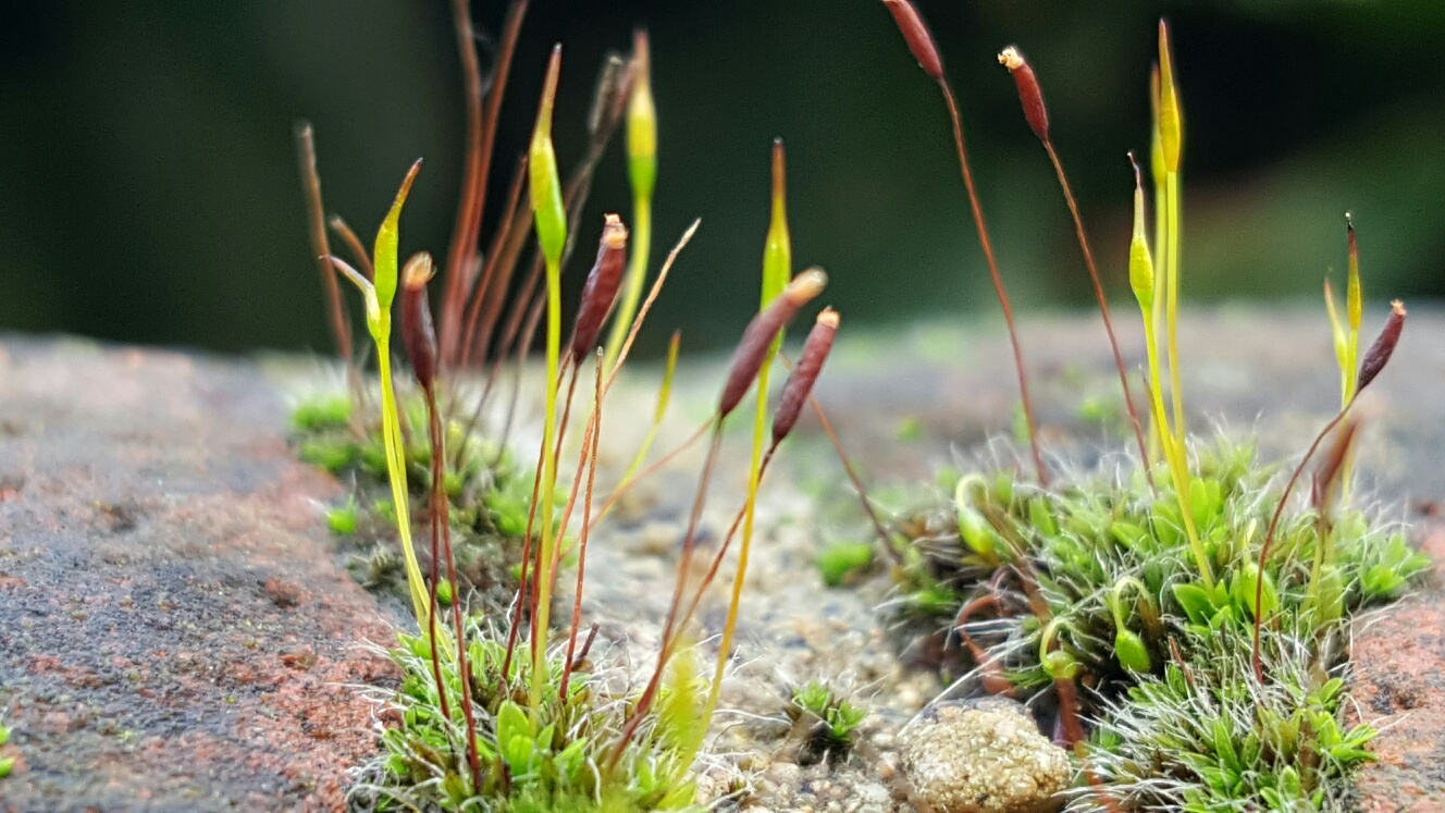 Moss is a unique plant 22 Moss is a unique plant 21