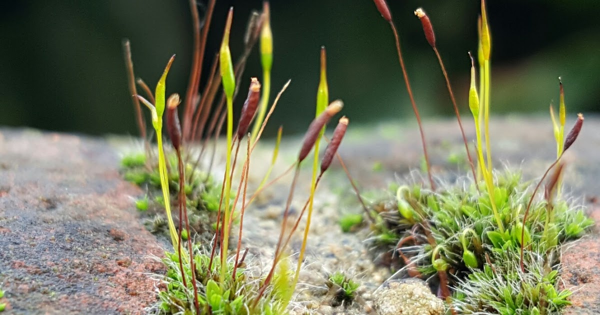 Moss Plants and More Identifying Mosses with Only a Photo