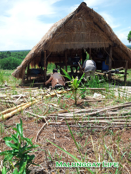 moringa-farm-shelter-hut