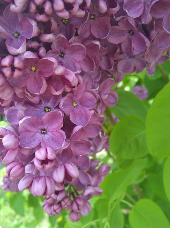 loft & cottage: lilac season