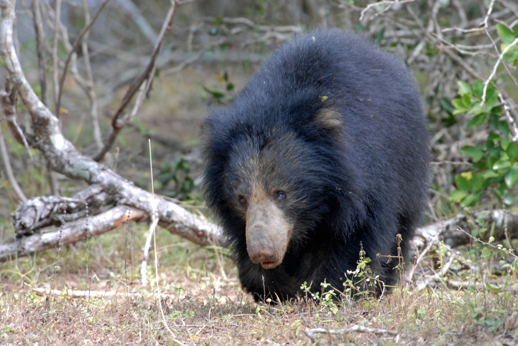 LxG LUXURY x GLAMOUR MELXG Simple Minds, Sir David, and Sri Lankan