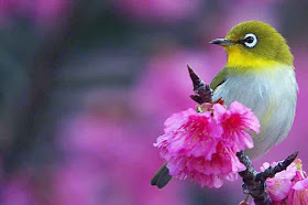 bird in cherry blossoms