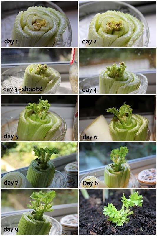 How to Grow Celery in Your Garden, Never Buy Celery Again Everything