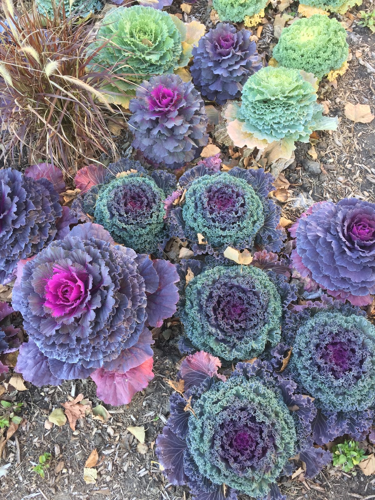 Notes And News From Shady Grove Gardens Hydrangeas Plants And