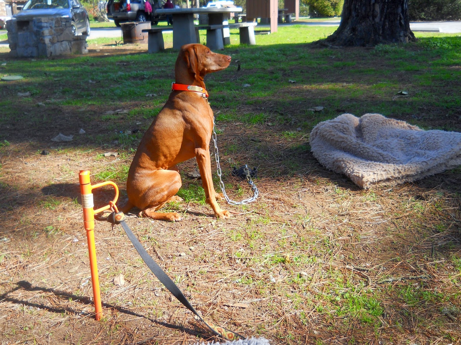 redbirddog a hungarian pointer (vizsla) blog A Better Stakeout?