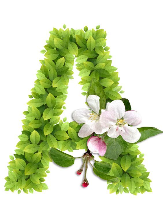 Abecedario con Hojas Verdes y Flores Blancas. Alphabet with Green