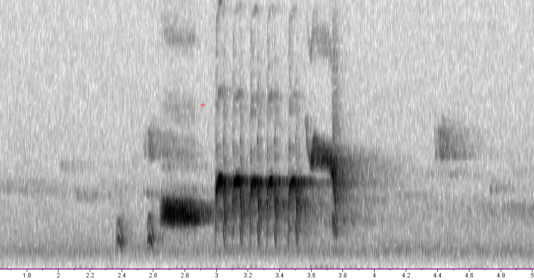 BIRD CALLS and SONGS: Eastern Towhee mimicry