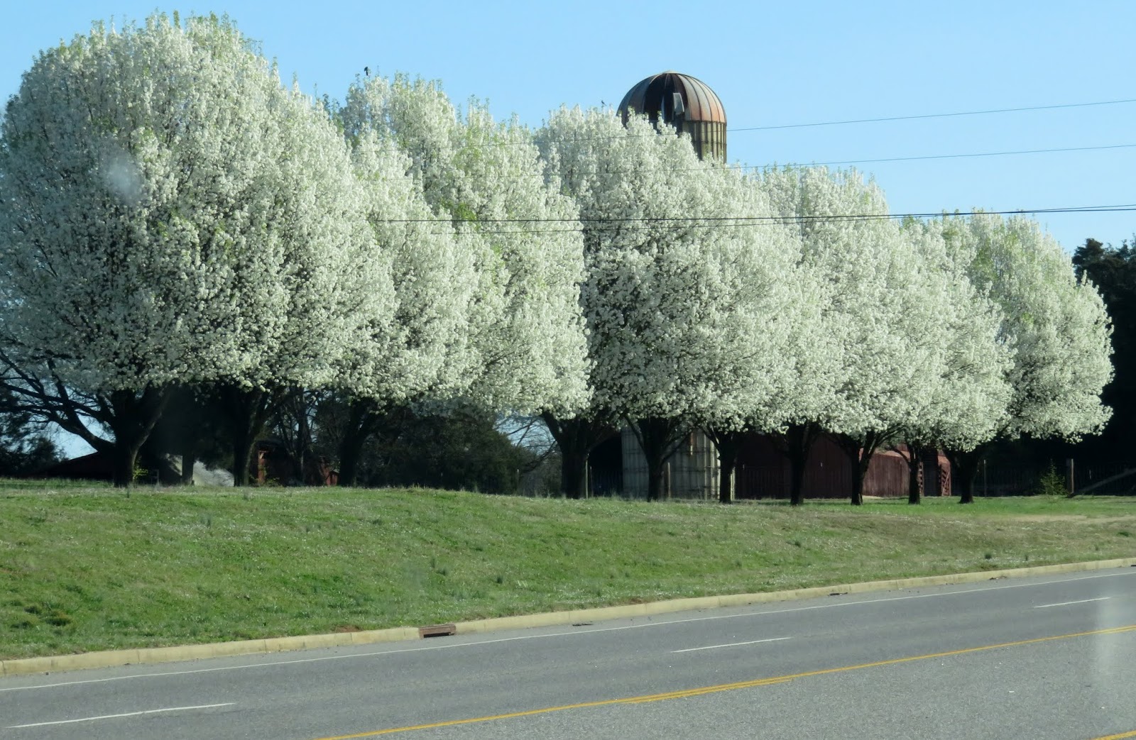 Big Daddy Dave: Springtime in East Tennessee!