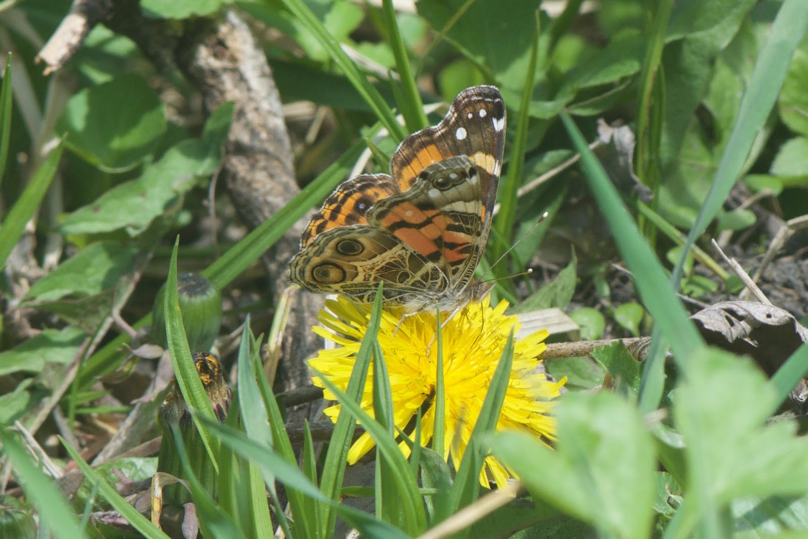 Arcticory... Hawkeyes vs. eagle eyes